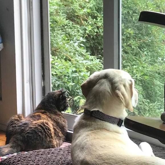 Meet your Posher, Darcy - Picture 1 of 1